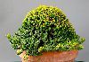 <em>Euphorbia pugniformis</em>